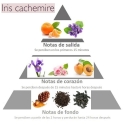 Esencia con olor IRIS y CACHEMIRE piramide olfativa