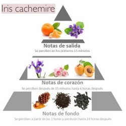 Esencia con olor IRIS y CACHEMIRE piramide olfativa